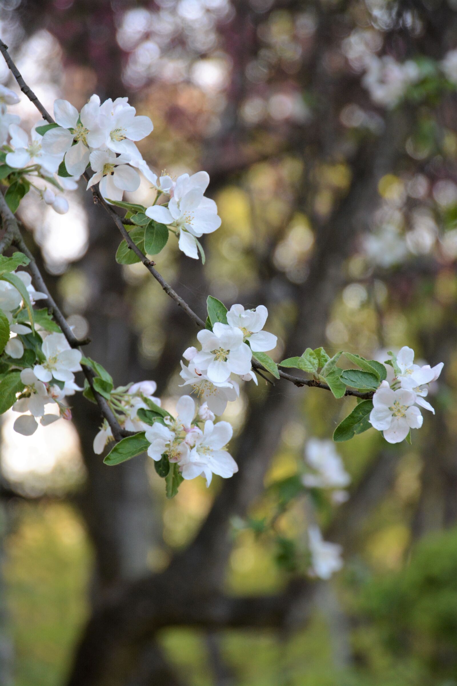 Nikon D5200 sample photo. Tree, flower, branch photography
