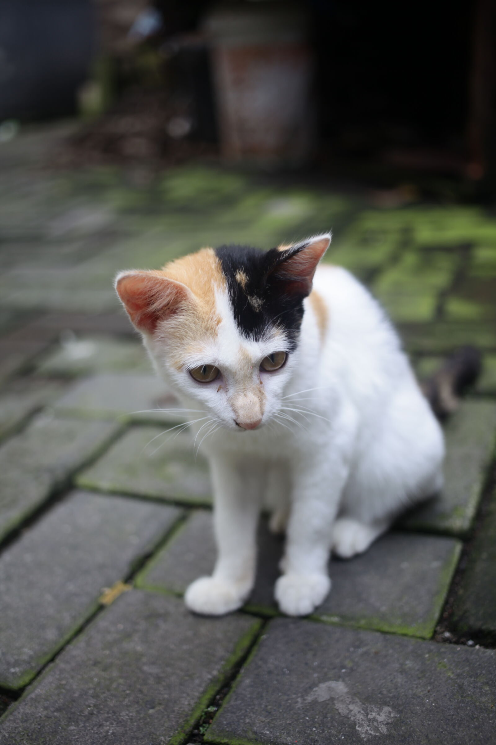 Canon EF 40mm F2.8 STM sample photo