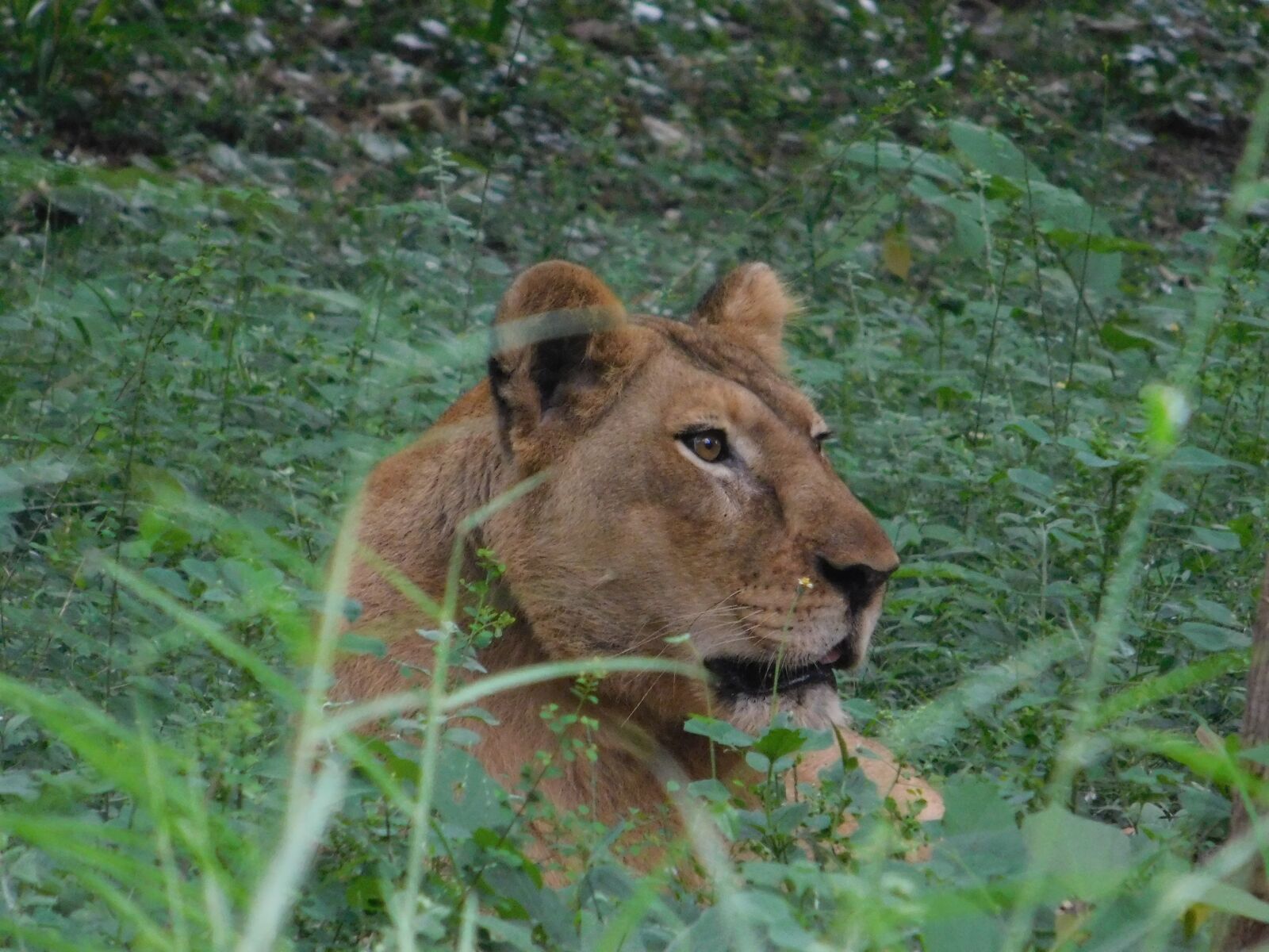Nikon Coolpix L840 sample photo. Lion, grass, forest photography