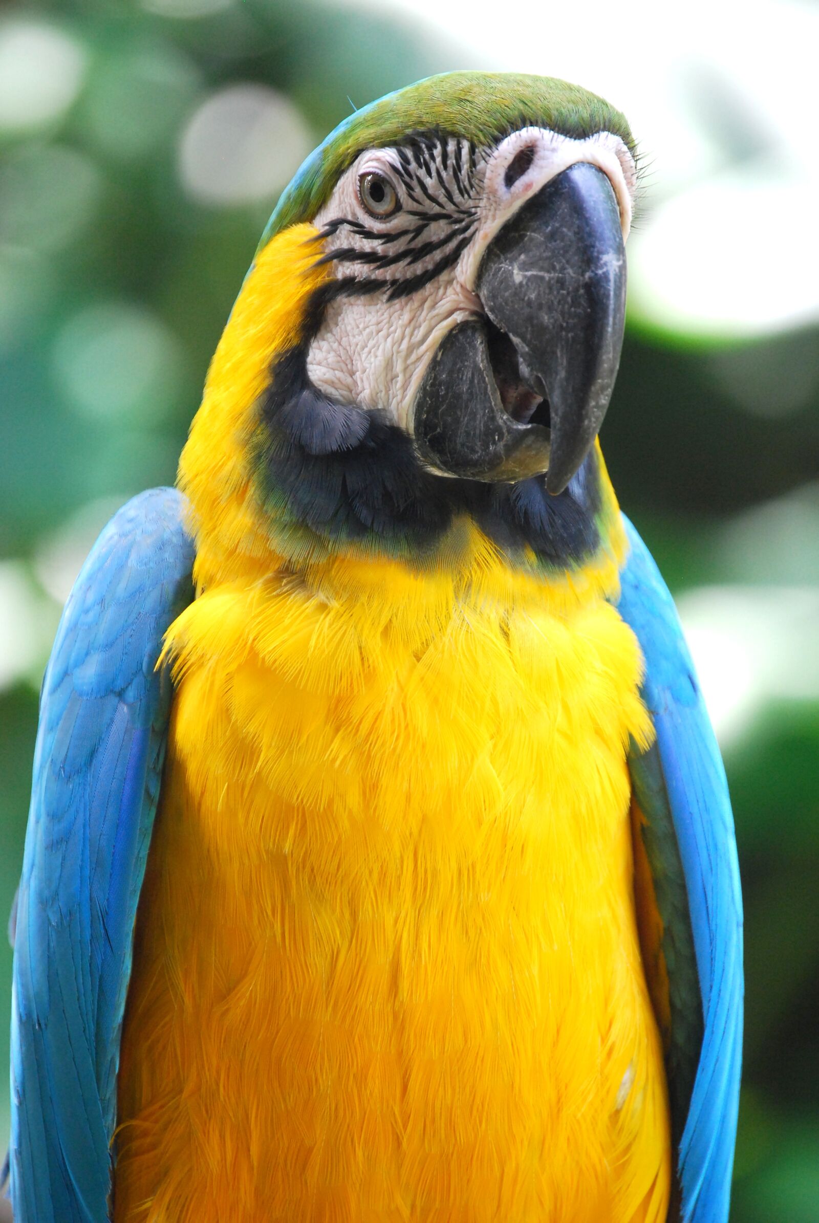 Nikon D60 sample photo. Parrot, bird, macaw photography