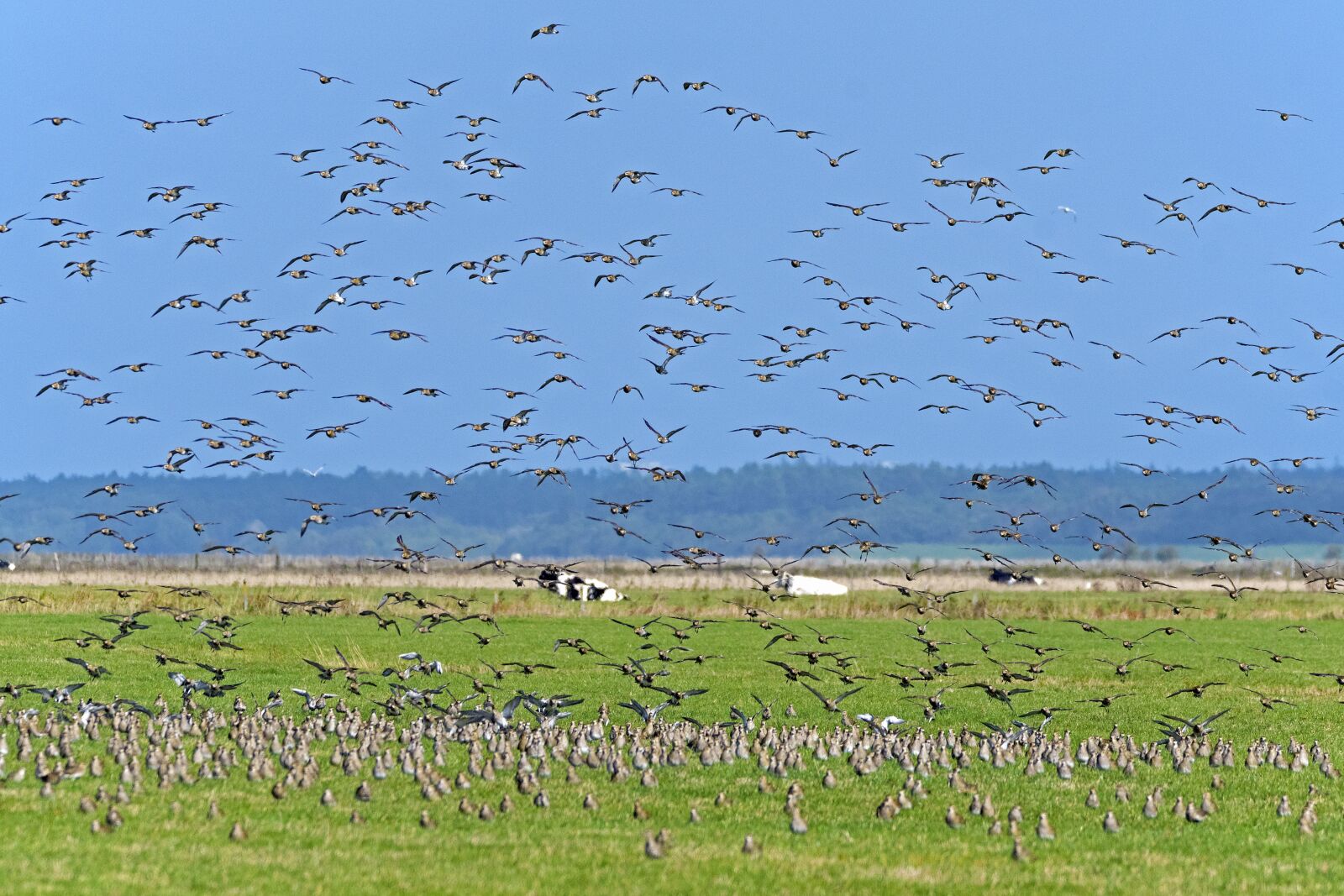Nikon D500 sample photo. Golden plover, approach, plover photography