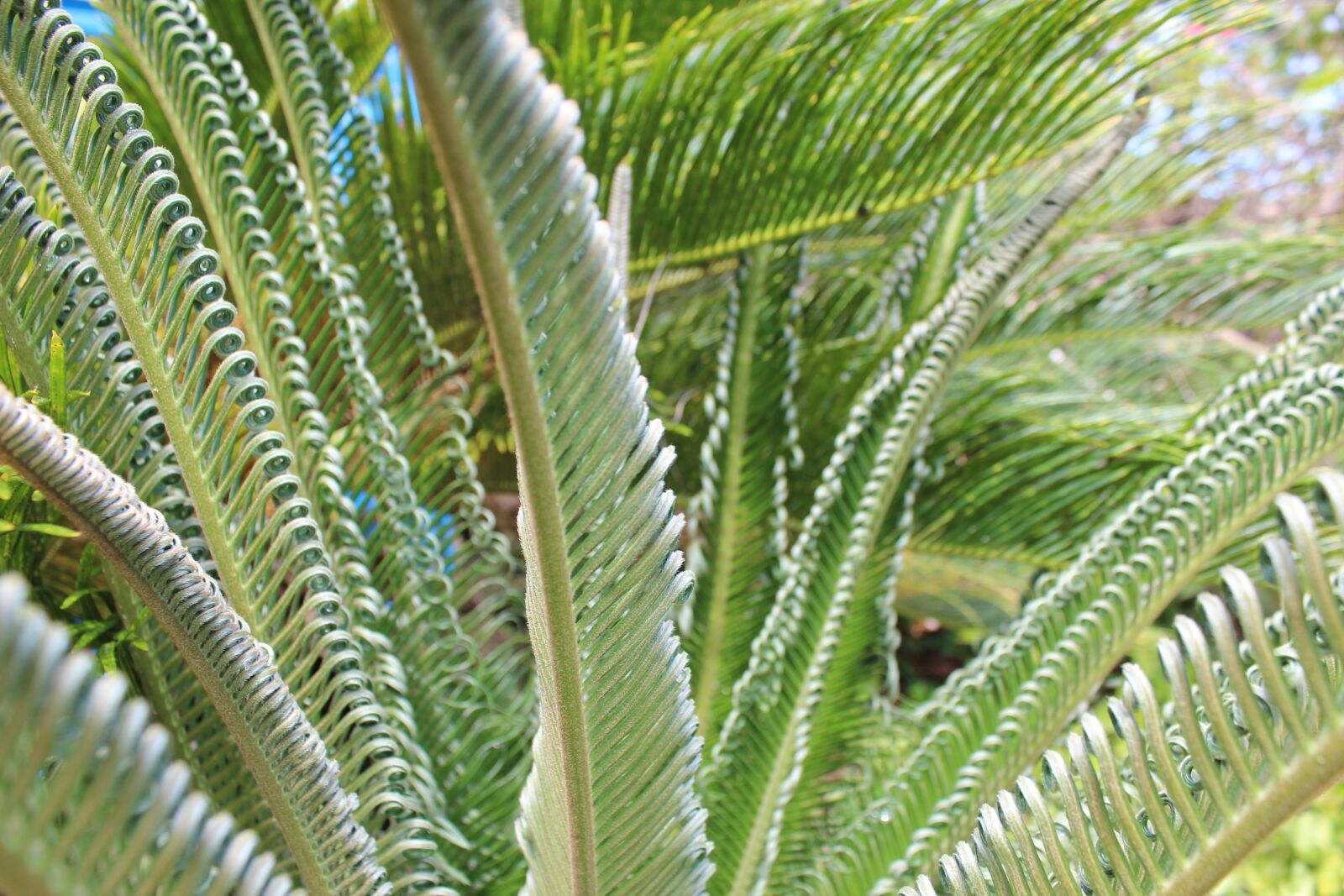 Canon EOS 600D (Rebel EOS T3i / EOS Kiss X5) sample photo. Fern, nature, tropical photography