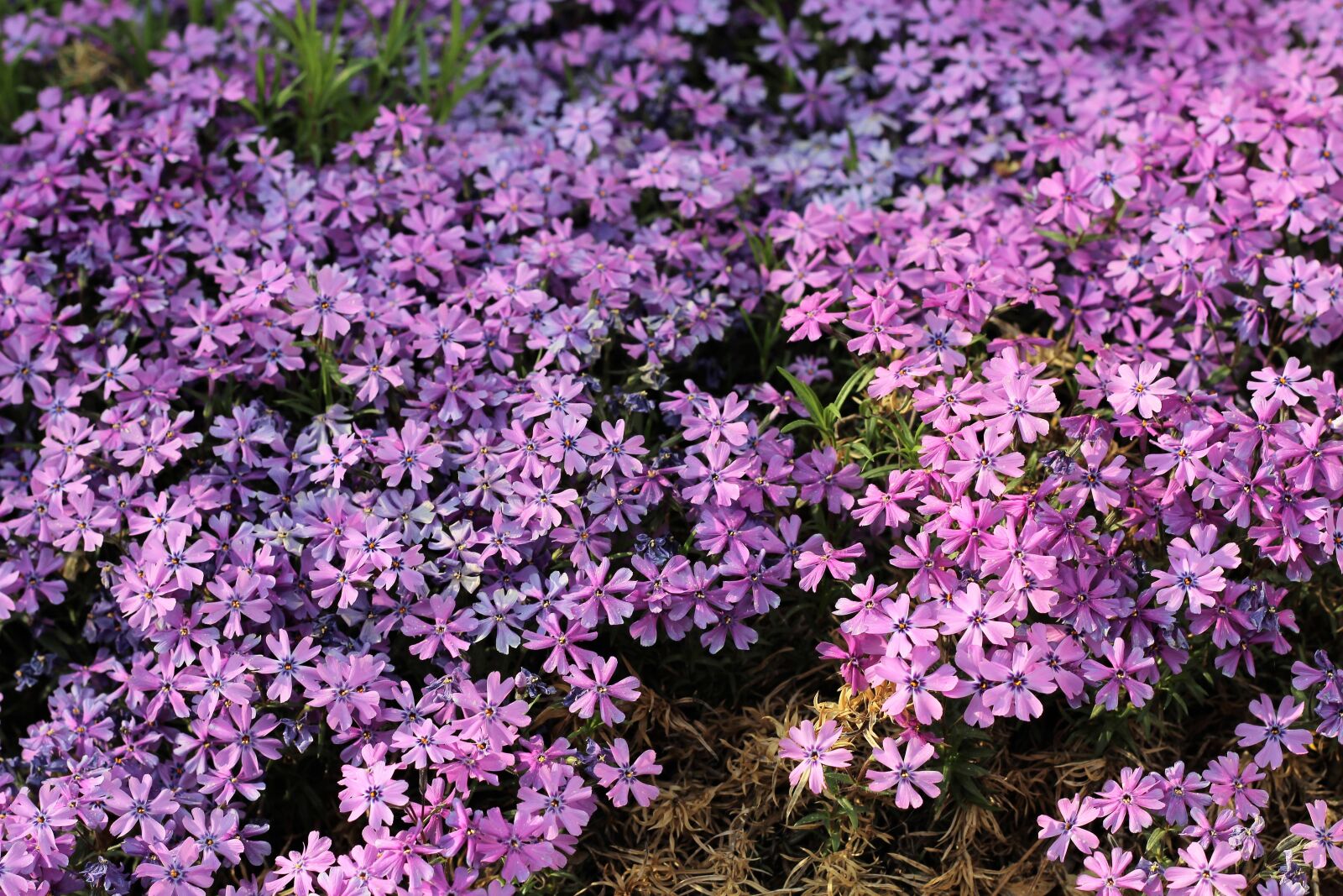 Canon EOS 600D (Rebel EOS T3i / EOS Kiss X5) + Canon EF 50mm F1.8 II sample photo. Spring, forget, pink photography