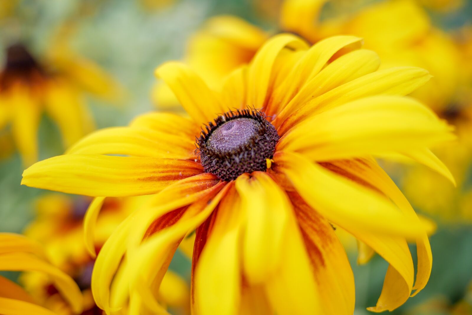 Panasonic Lumix DMC-GX85 (Lumix DMC-GX80 / Lumix DMC-GX7 Mark II) + LUMIX G 20/F1.7 II sample photo. Yellow, nature, flower photography