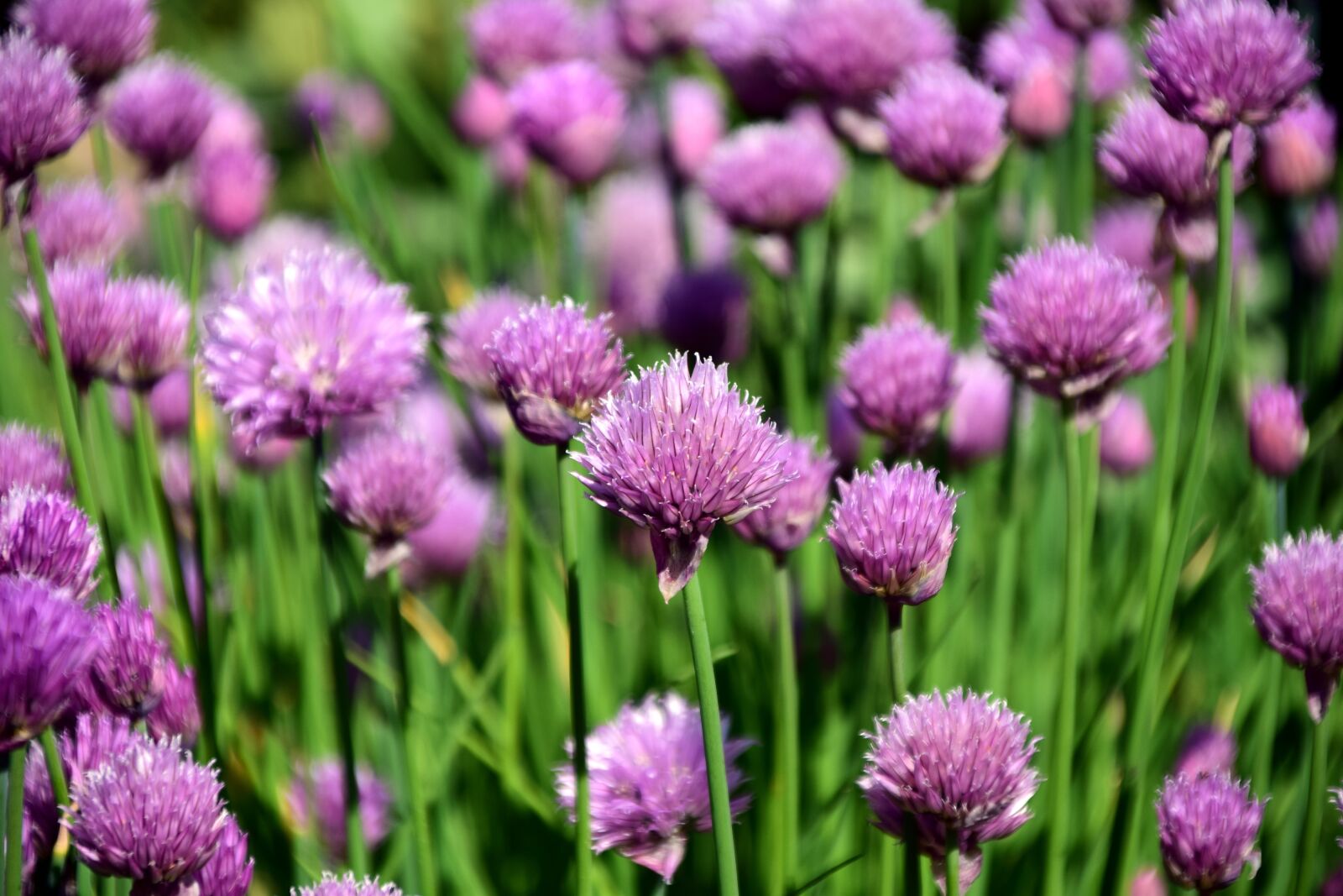 Nikon D3300 sample photo. Chives, chives field, spice photography