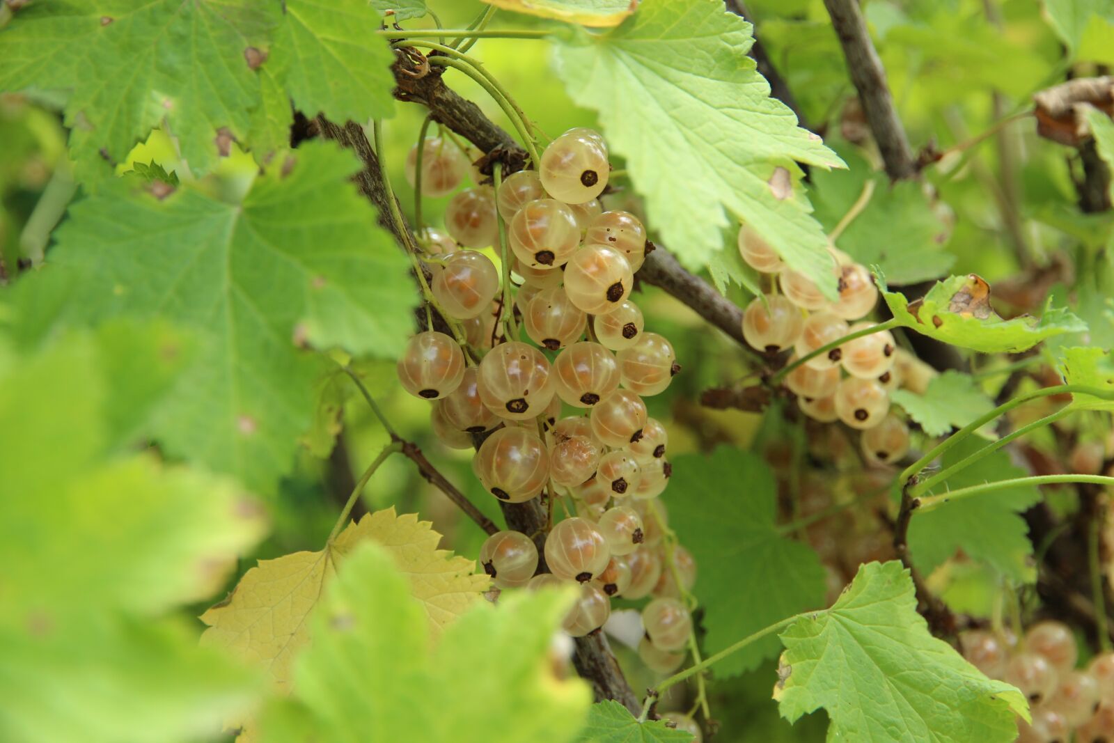 Canon EOS 650D (EOS Rebel T4i / EOS Kiss X6i) sample photo. Currant, berry, nature photography