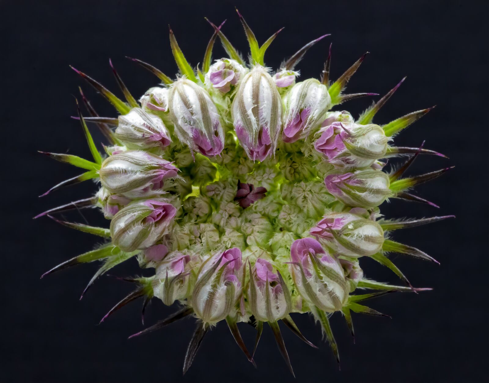 Canon EF 100mm F2.8L Macro IS USM sample photo. Wild-carrot, flowerhead, wildflower photography