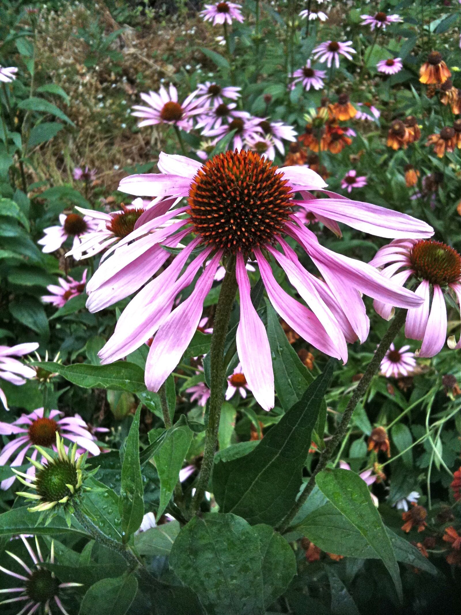 Apple iPhone 3GS sample photo. Echinacea, herb, medicinal photography