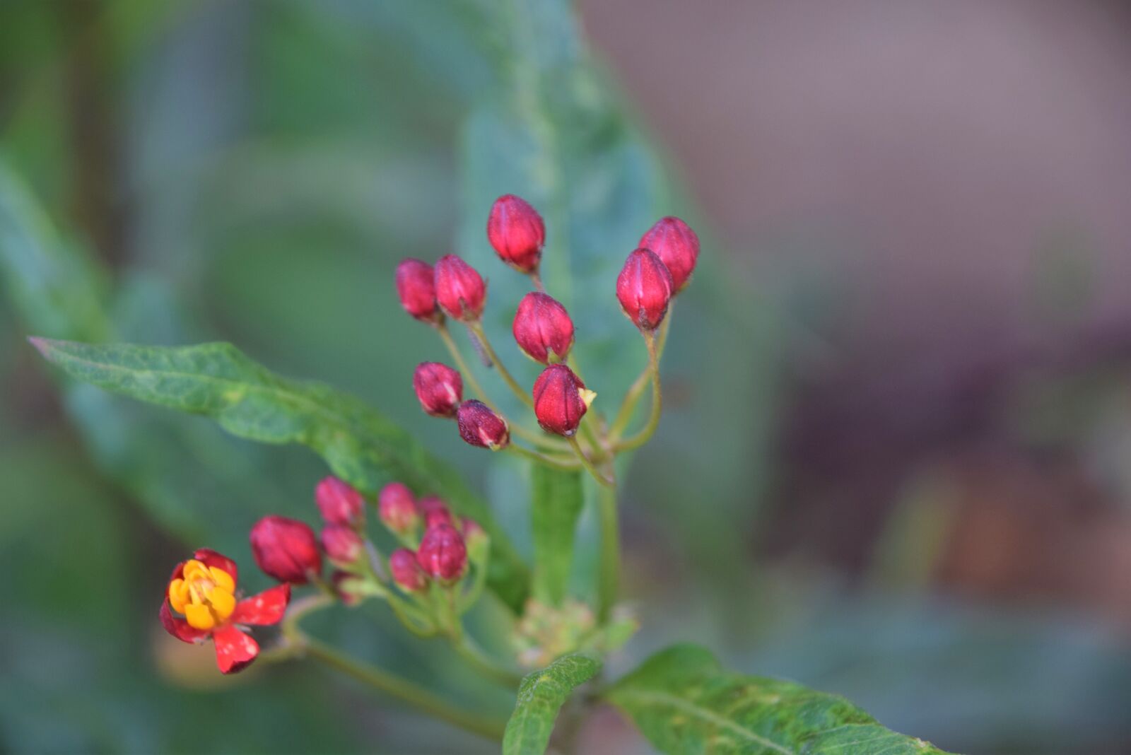 Nikon D3300 sample photo. Flowers, wow, gardening photography