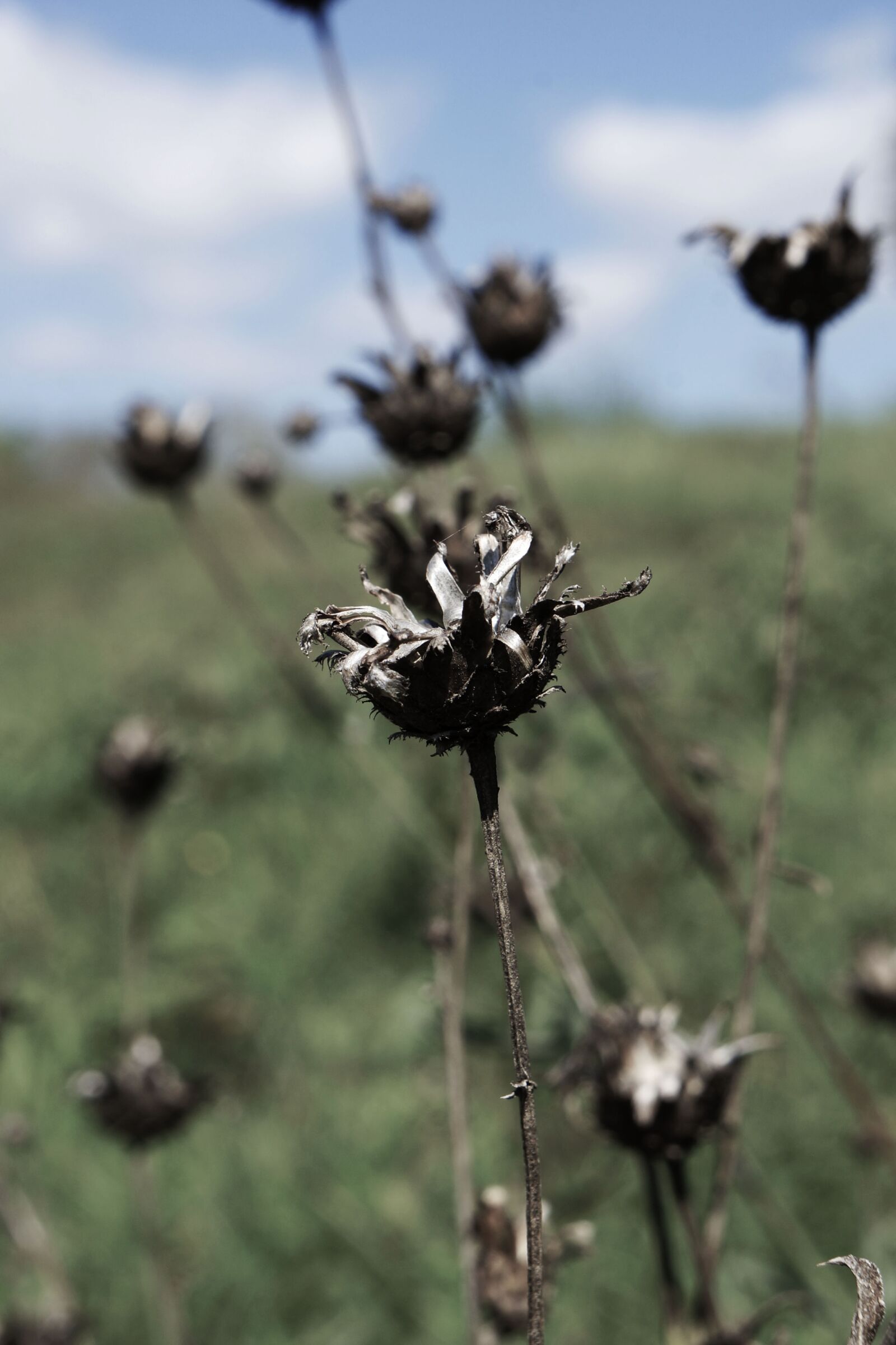 Sony Alpha NEX-5N sample photo. Flower, plant, blossom photography