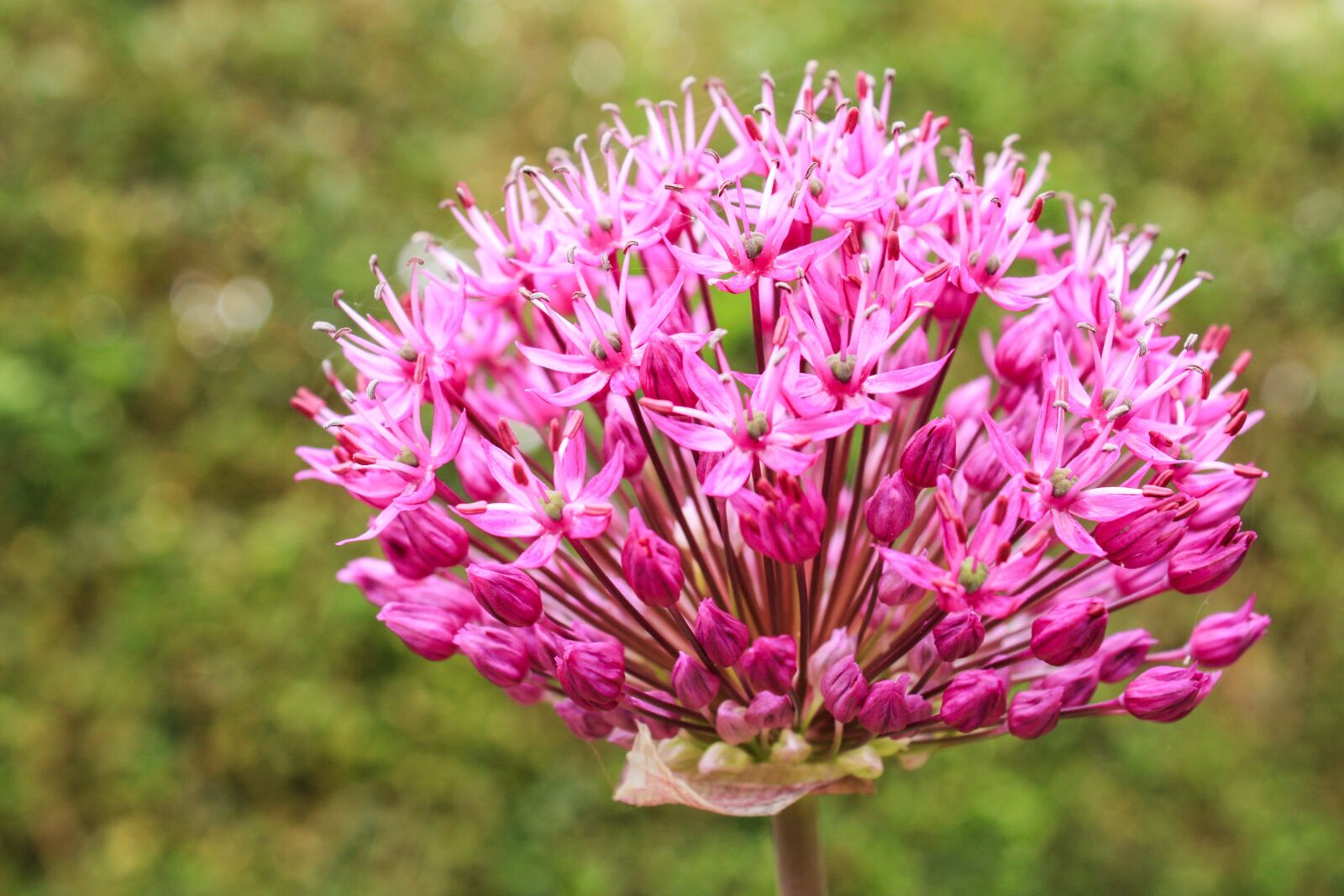 Canon EOS 2000D (EOS Rebel T7 / EOS Kiss X90 / EOS 1500D) sample photo. Ornamental onion, allium stratos photography
