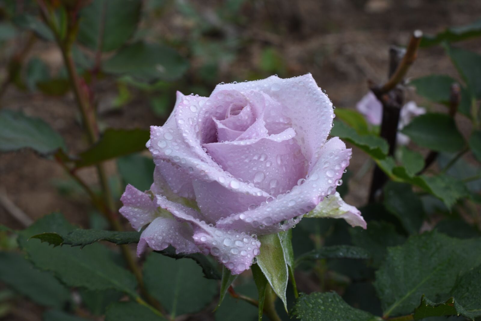 Nikon D7200 sample photo. Rose, plants, flowers photography