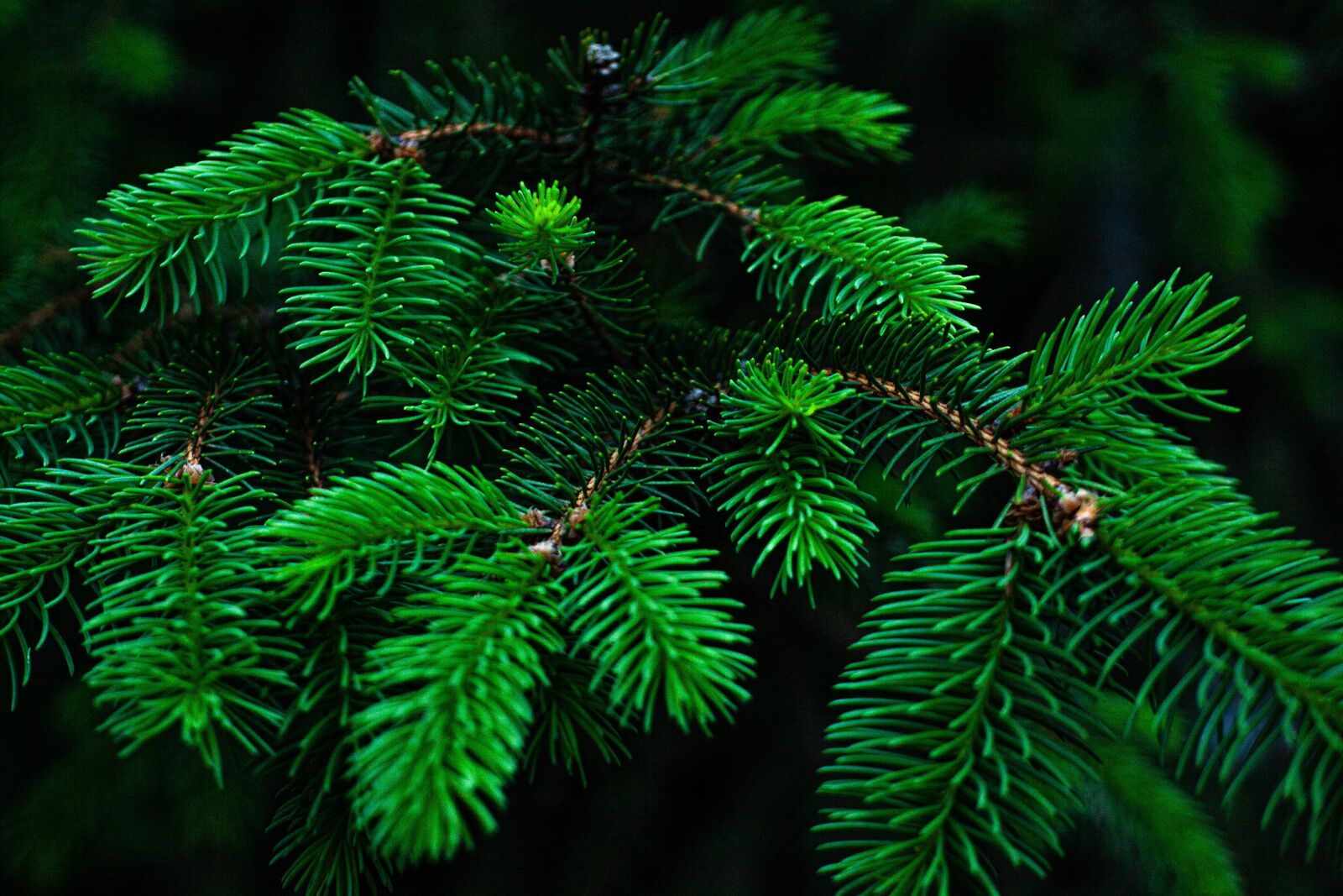 Canon EF 50mm F1.8 II sample photo. Tree, wood, in the photography