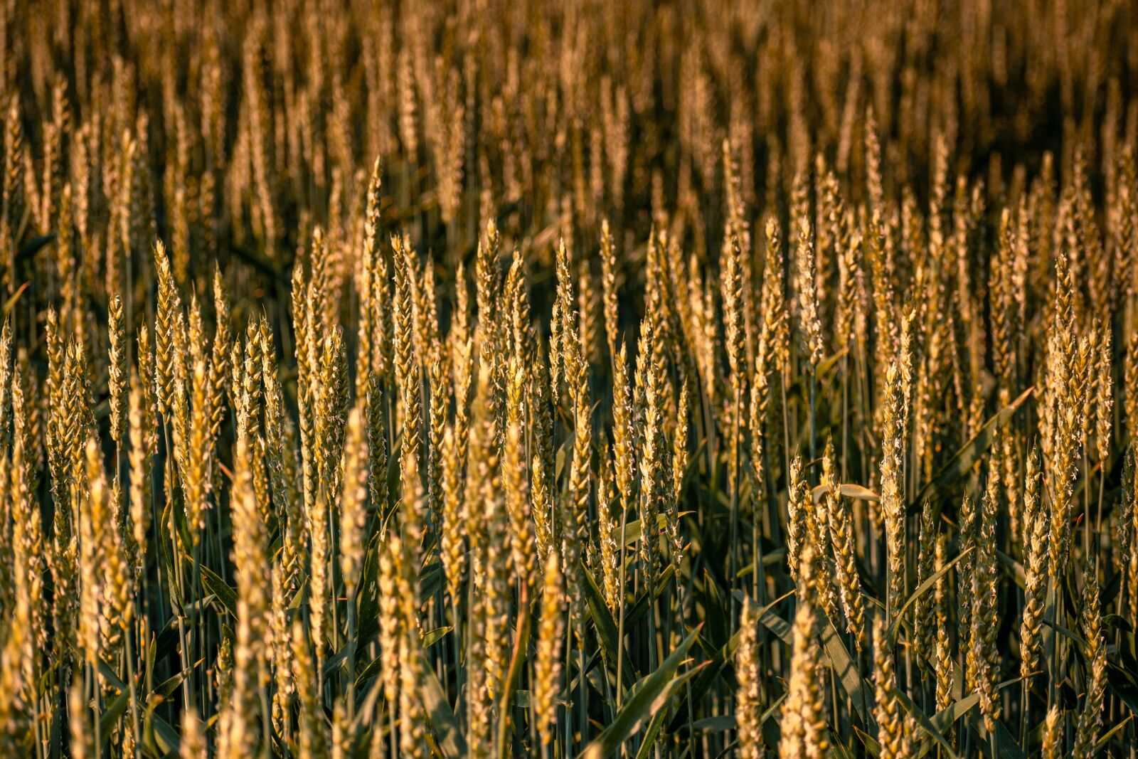 Nikon D5600 sample photo. Grain, field, agriculture photography