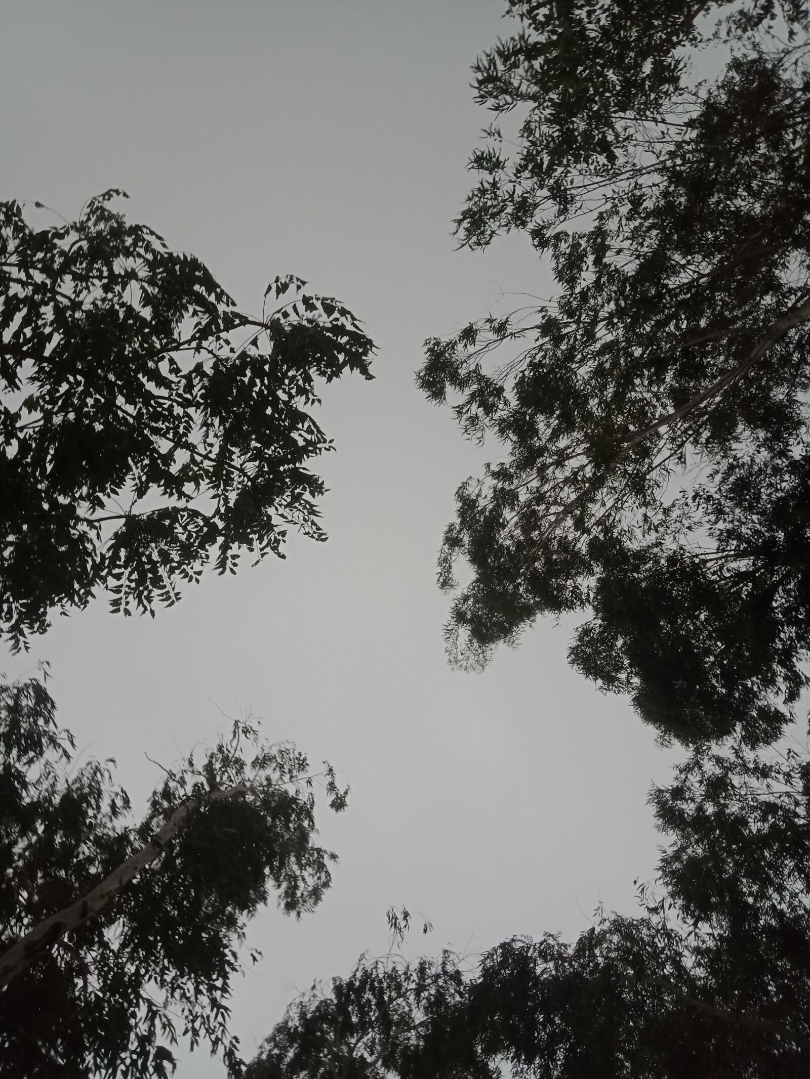 OPPO A83 sample photo. Tree, sky, dark photography