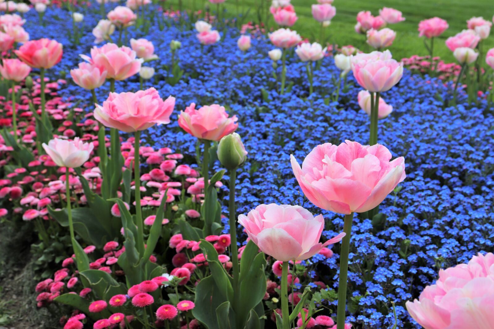 Canon EOS 200D (EOS Rebel SL2 / EOS Kiss X9) sample photo. Spring, pink tulips, blue photography
