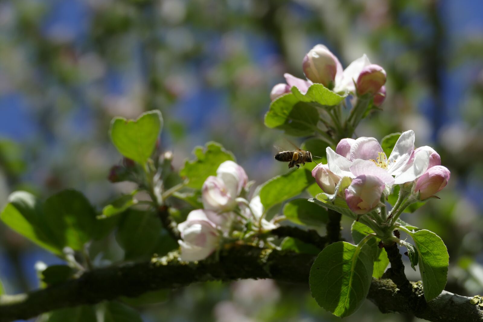 Panasonic Lumix DMC-FZ1000 sample photo. Apple tree, apple blossom photography