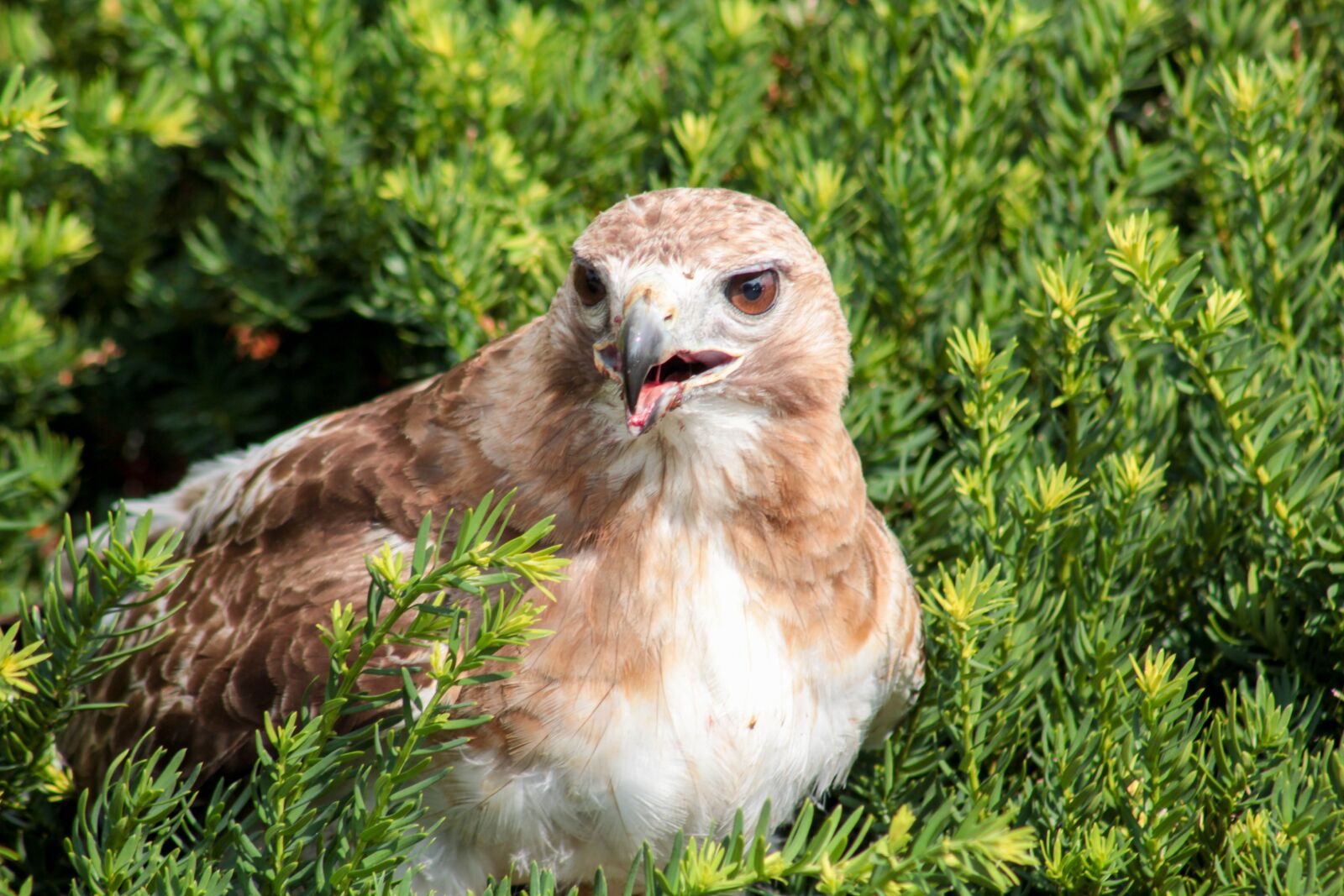 Canon EF 75-300mm f/4-5.6 USM sample photo. Red, tailed, hawk photography