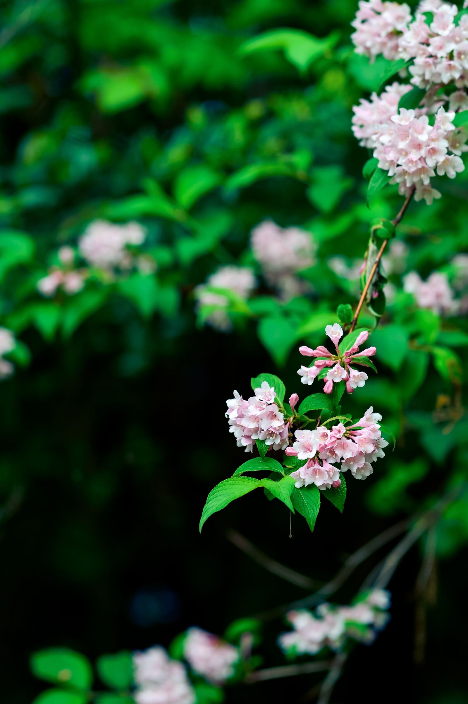 Nikon Df sample photo. Natural, plant, mountain photography