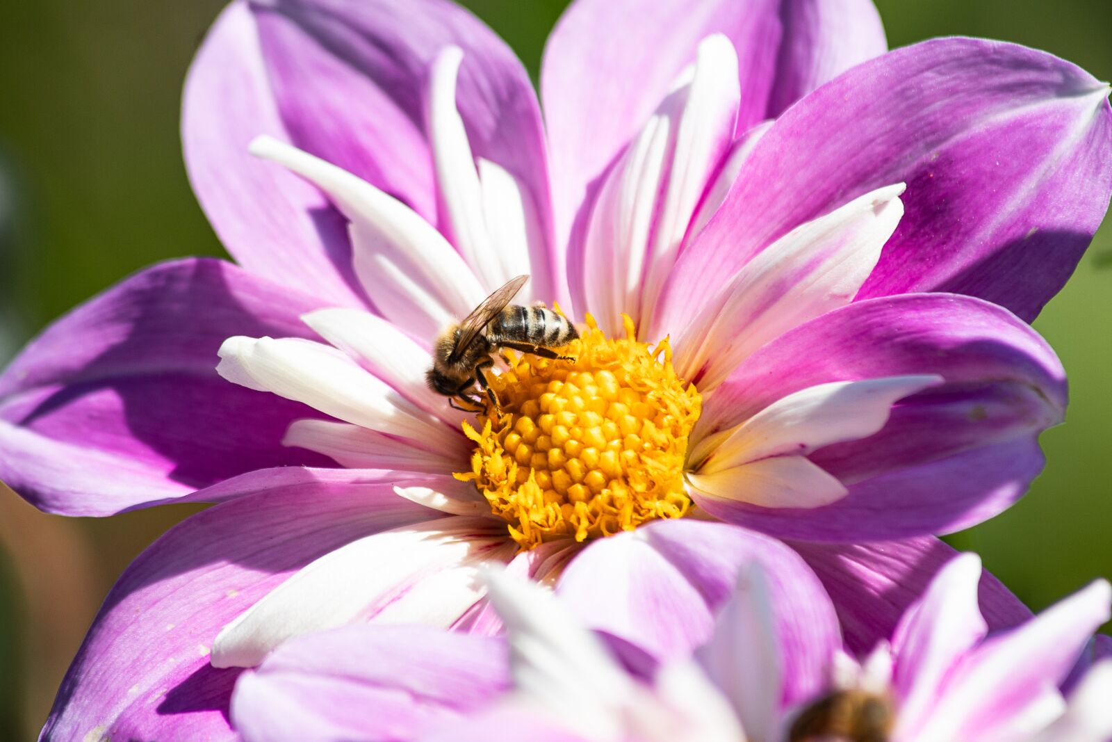Canon EF 70-300mm F4-5.6 IS USM sample photo. Dahlia, flower, ornamental plant photography