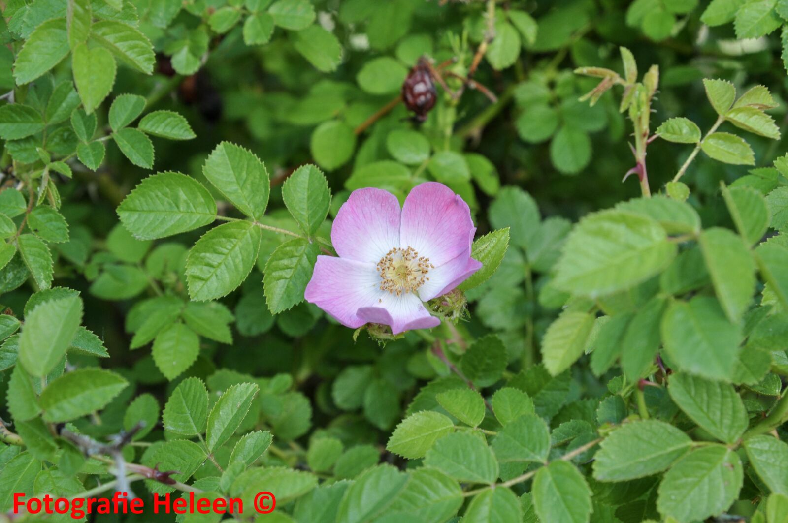 Nikon D90 sample photo. Flower, purple, bloom photography