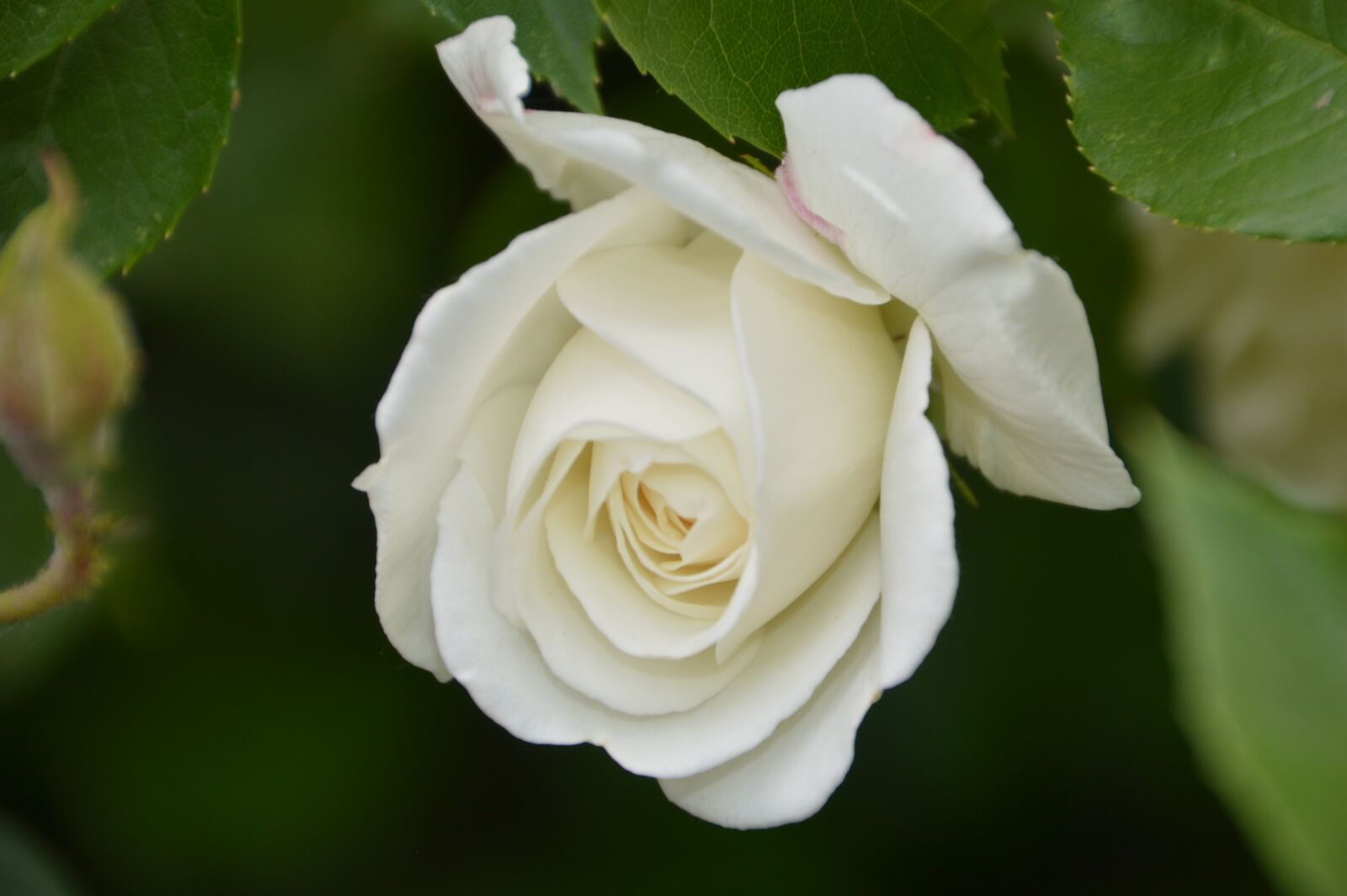 Nikon D3200 sample photo. Pink, plant, flower photography