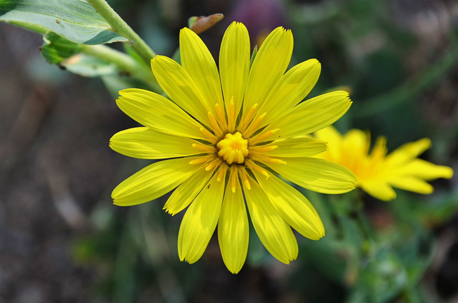 Nikon D5100 sample photo. Flower, chichewa live, vivid photography