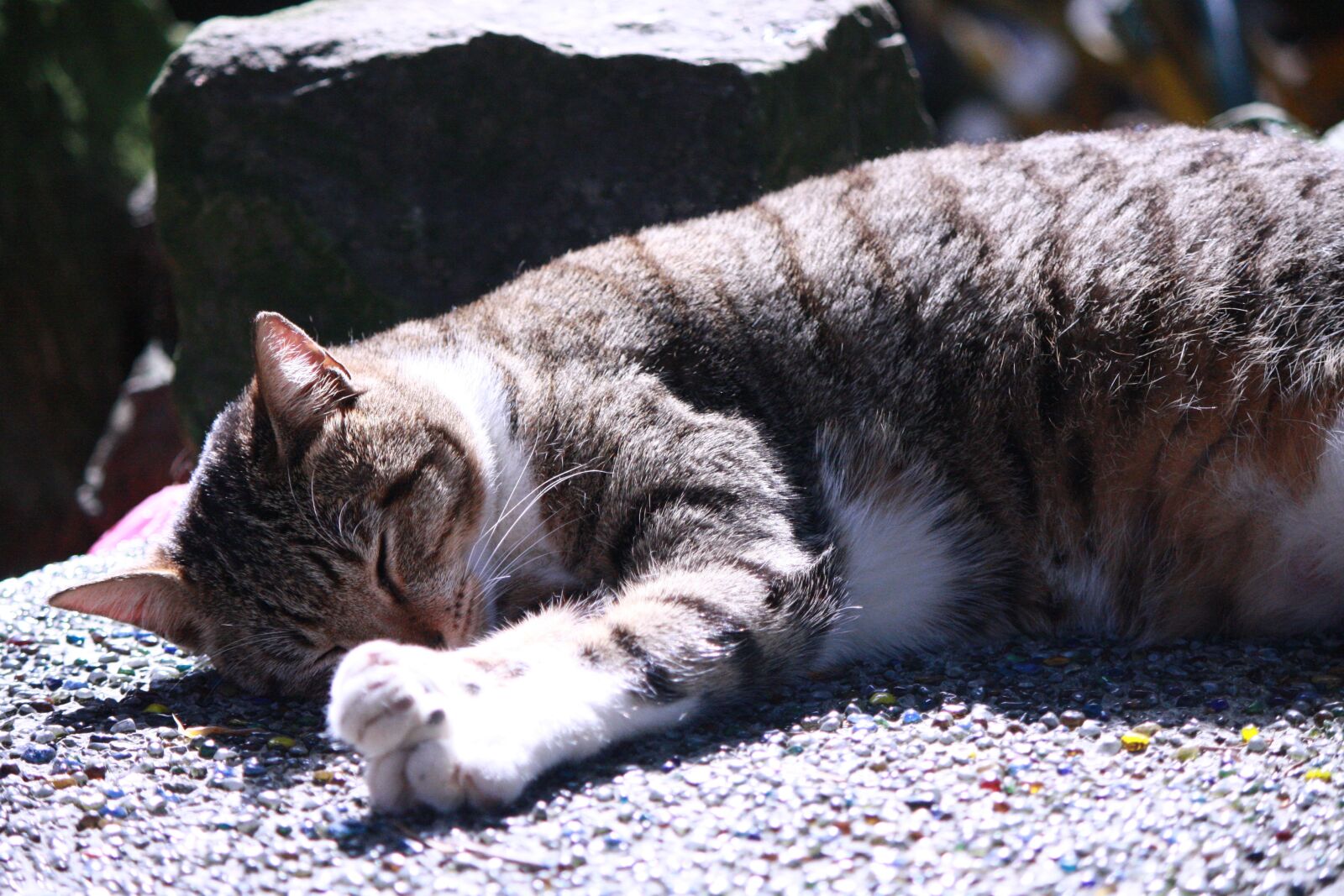 Canon EOS 1000D (EOS Digital Rebel XS / EOS Kiss F) sample photo. Big, sleep, cat photography