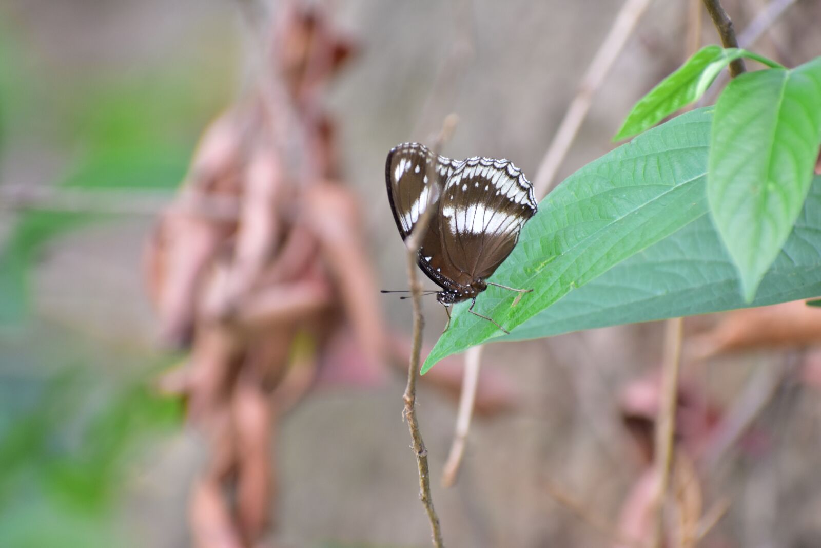 Nikon D3400 sample photo. Butterfly, close up, focus photography