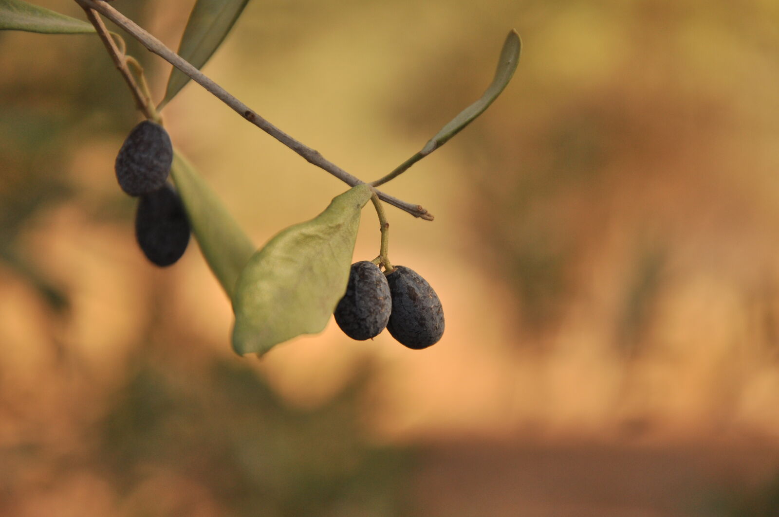 Nikon D90 sample photo