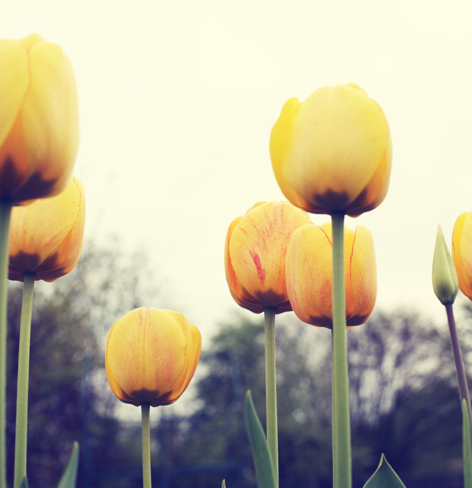 Canon EOS-1Ds Mark III sample photo. Flowers, tulips, yellow photography