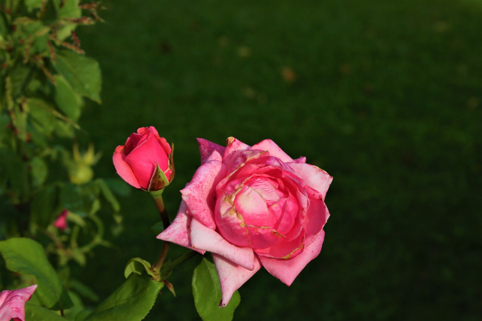 Canon EF 24-105mm F4L IS USM sample photo. Rose, nature, flower photography