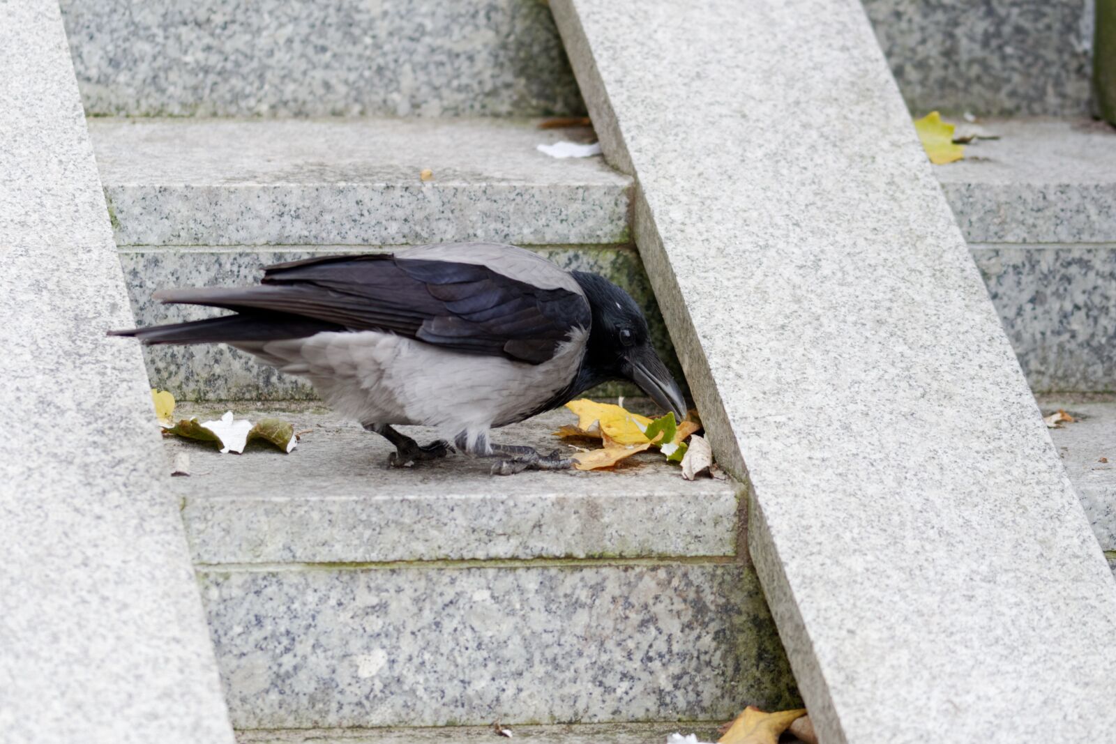 Nikon D5100 sample photo. Crow, bird, picking photography
