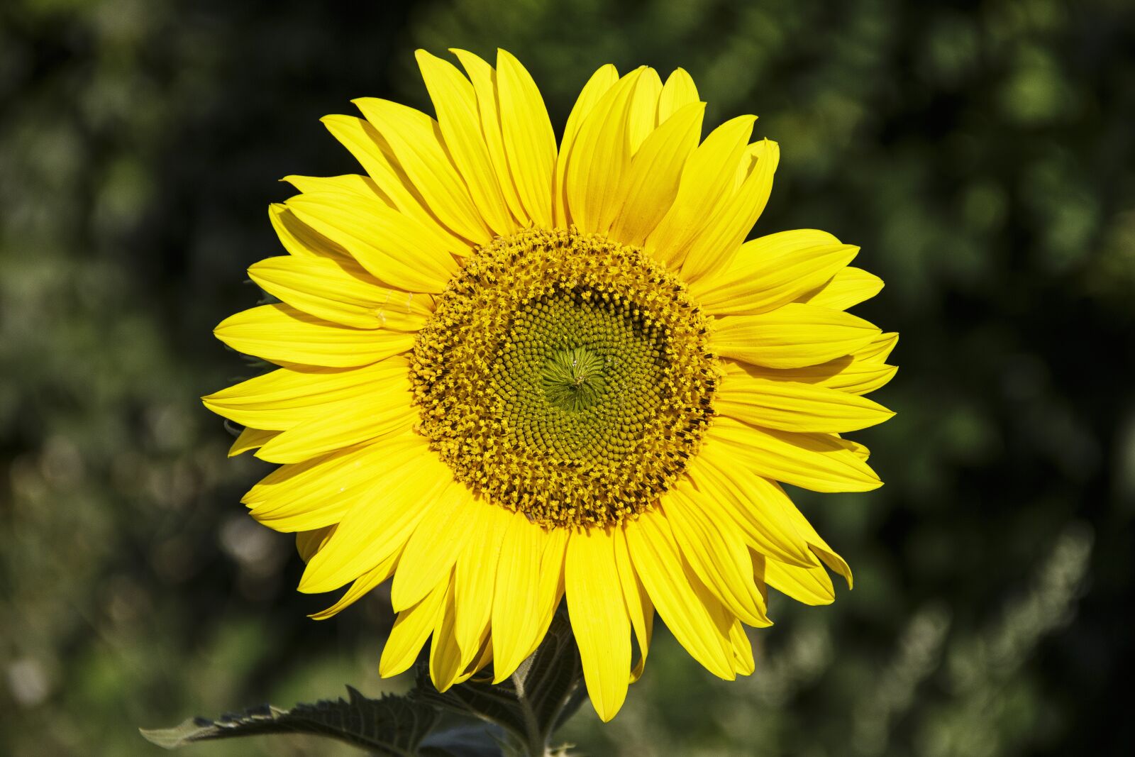 Canon EOS 650D (EOS Rebel T4i / EOS Kiss X6i) sample photo. Sunflower, flower, plant photography