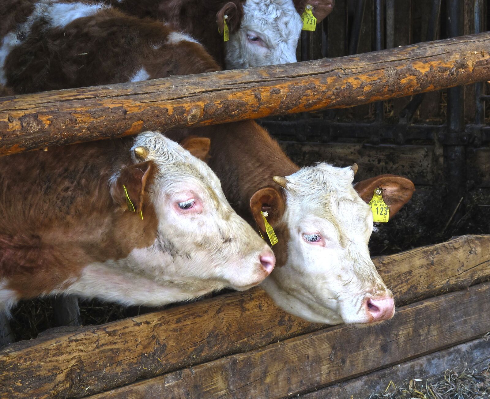 Canon PowerShot G12 sample photo. Cow, stall, beef photography