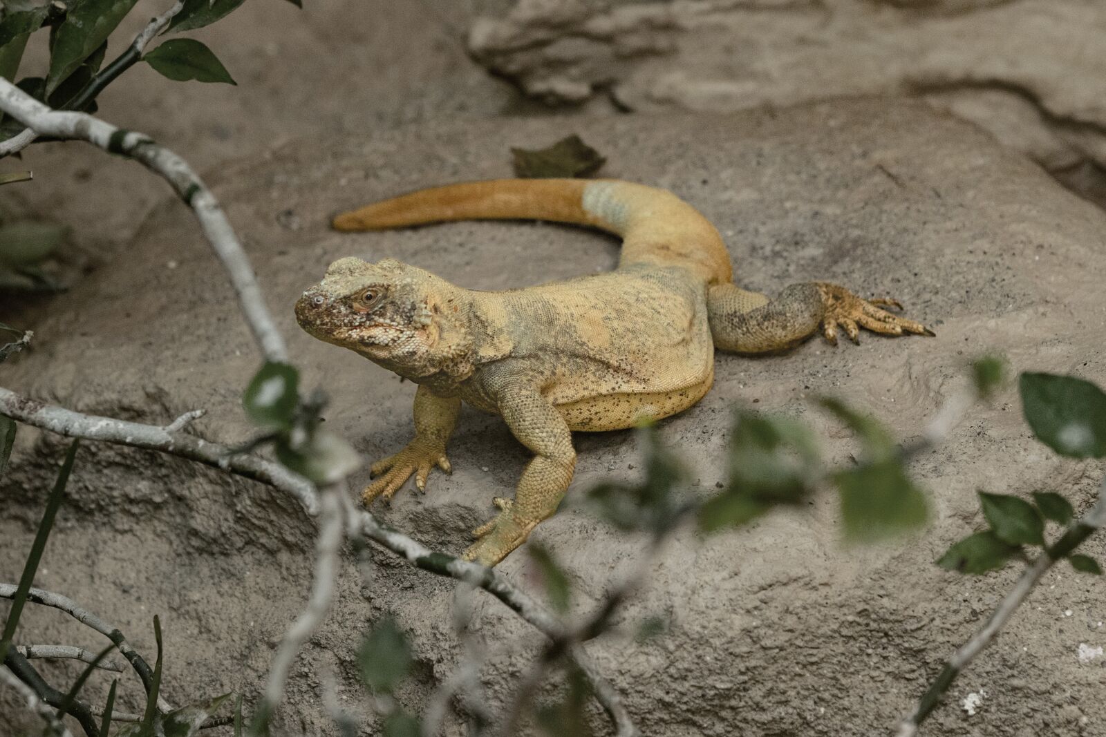 Canon EOS 6D Mark II sample photo. Lizard, stone, reptile photography