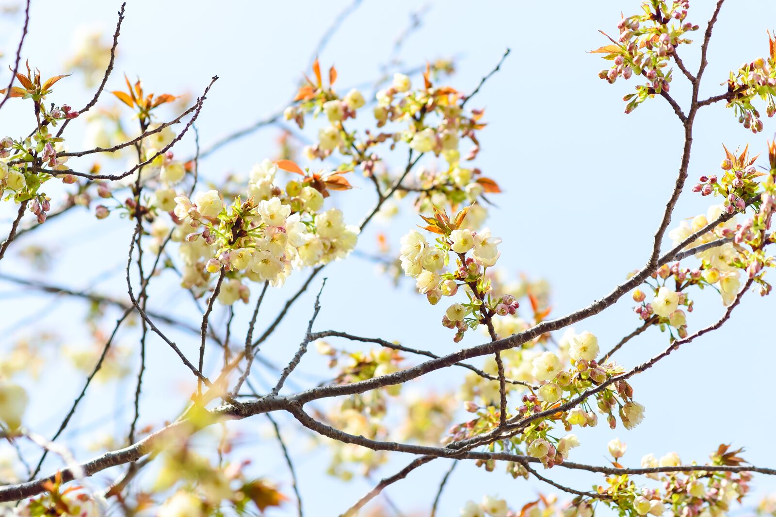 Nikon Df sample photo. Flowers, natural, cherry photography