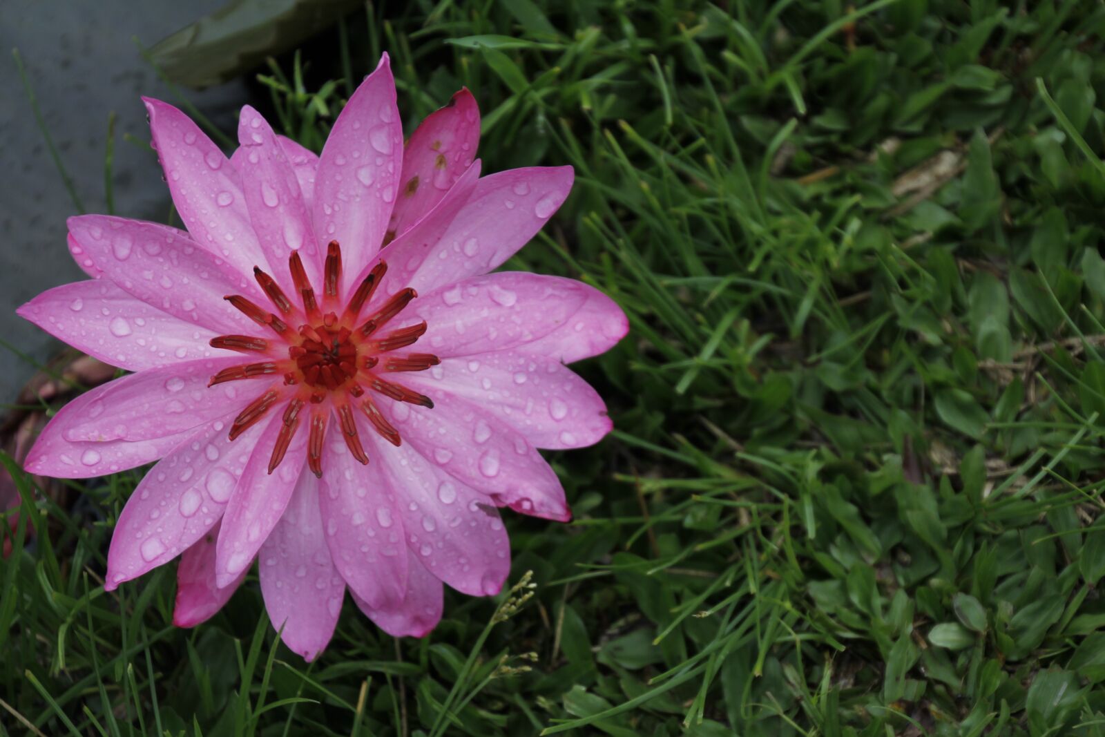 Canon EOS 60D sample photo. Water lily, rose, blossom photography