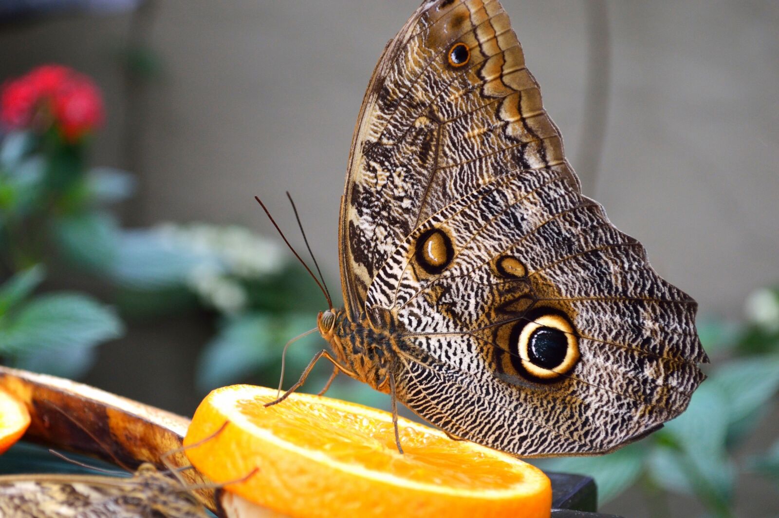 Nikon D3200 sample photo. Owl butterfly, plant, insect photography