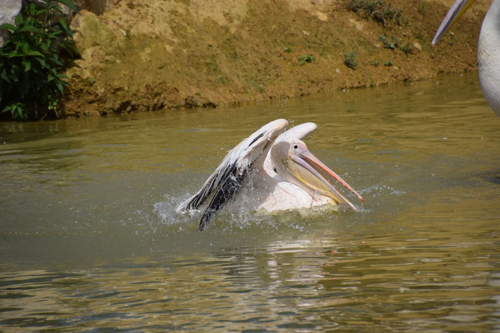 Nikon D5300 sample photo. Pelican, water, white photography