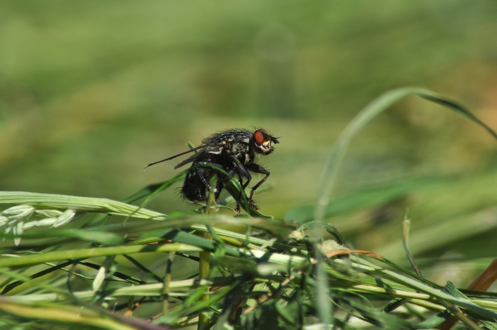 Nikon D90 sample photo. Gray flesh fly, sarcophaga photography