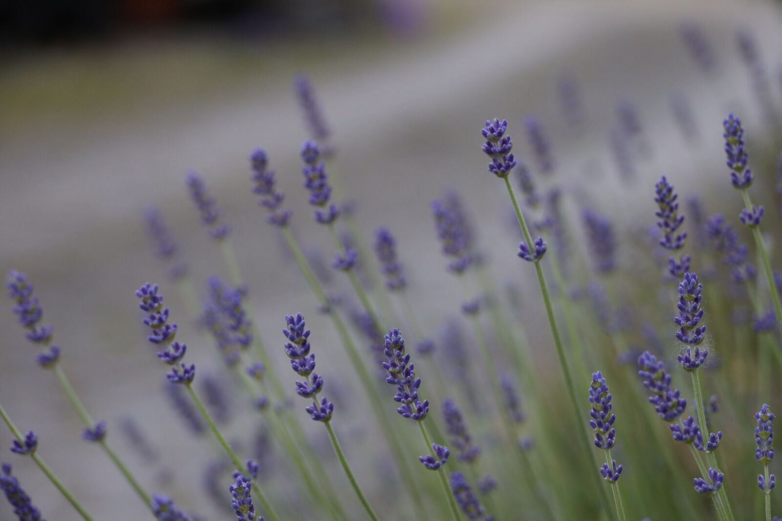 Canon EOS R sample photo. Lavender, plant, flowers photography