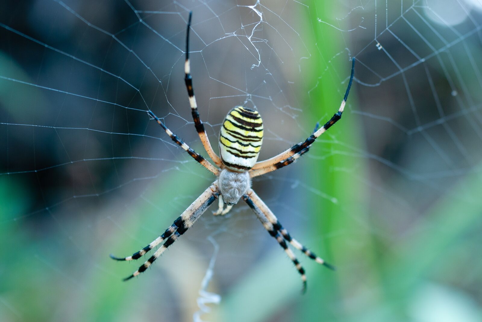 Nikon D80 sample photo. Spider, argiope hornet, canvas photography