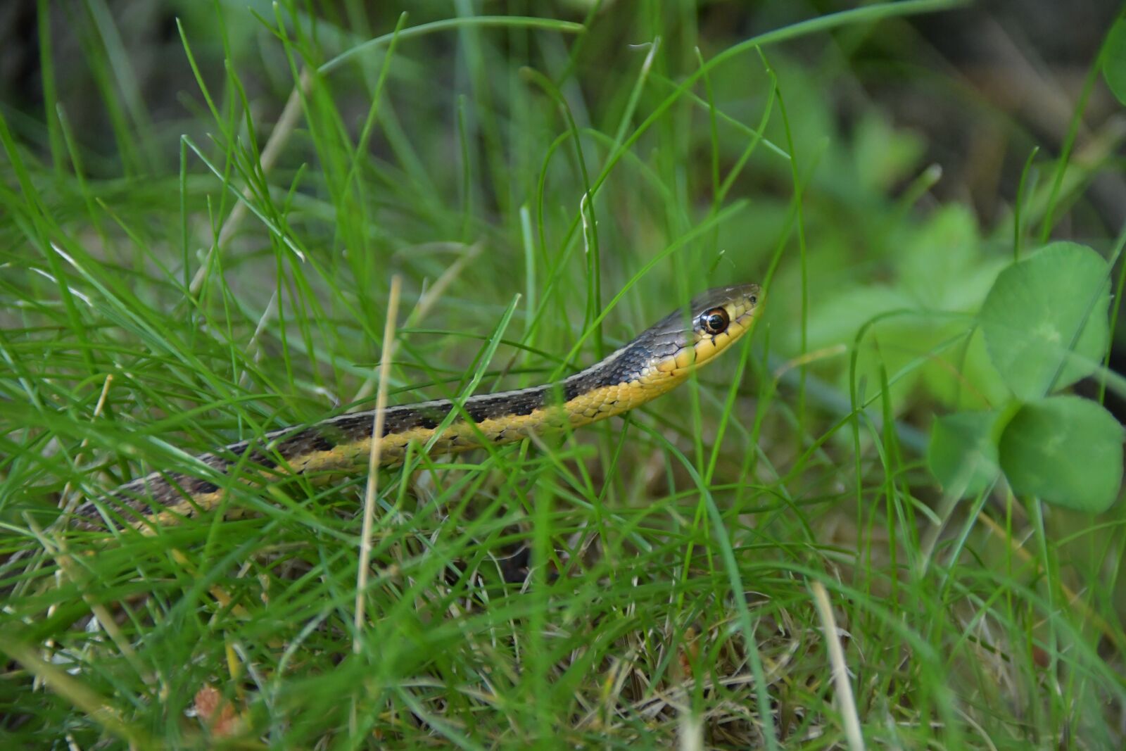 Nikon D7500 sample photo. Snake, garter snake, reptile photography