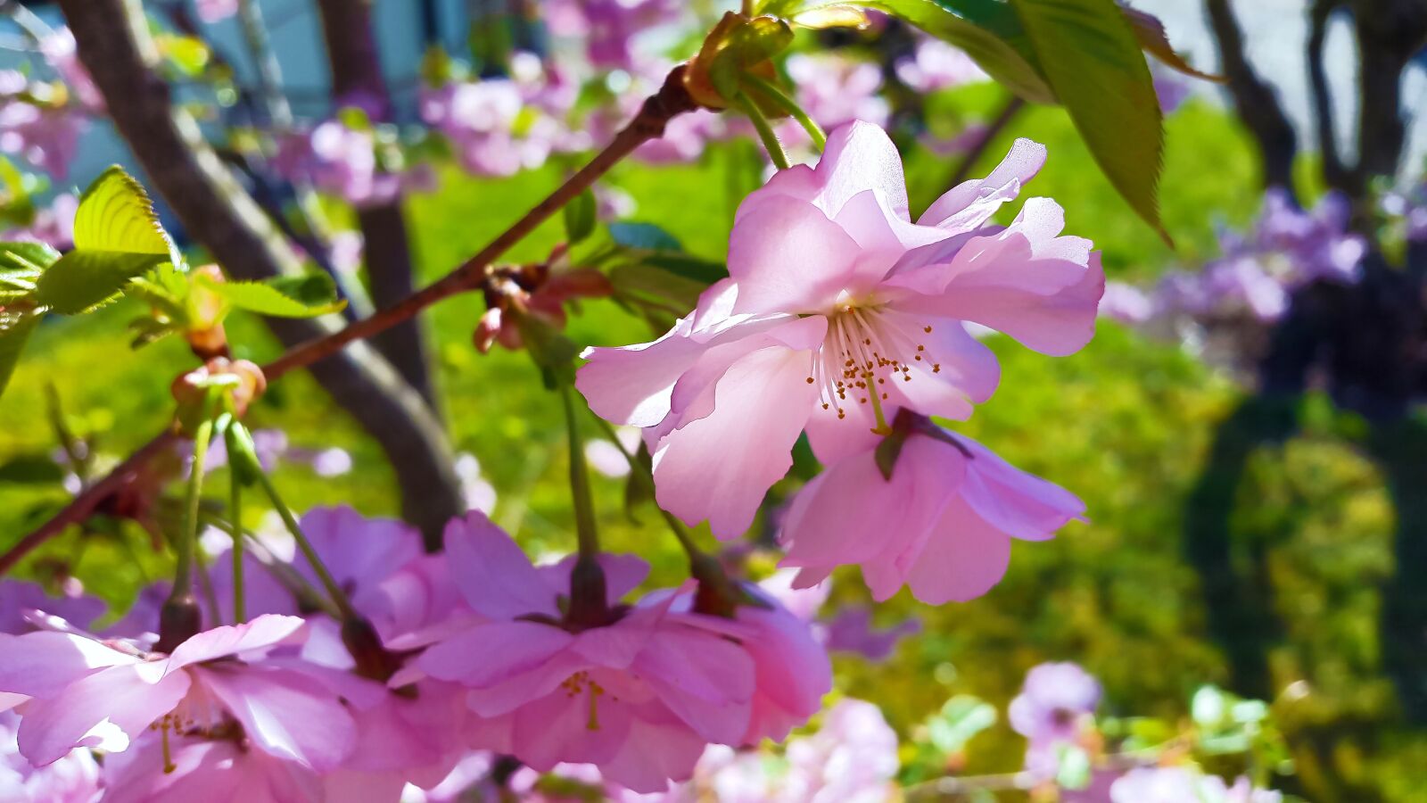 Samsung Galaxy Alpha sample photo. Blossom, bloom, spring photography