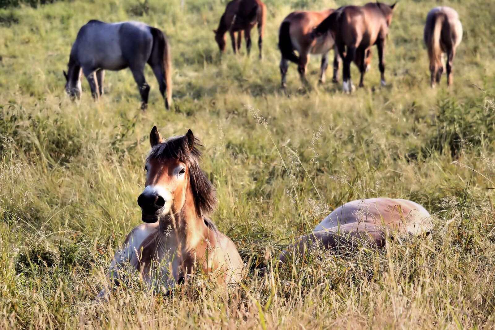 Canon EF-S 55-250mm F4-5.6 IS STM sample photo. Horses, pasture, sleep photography