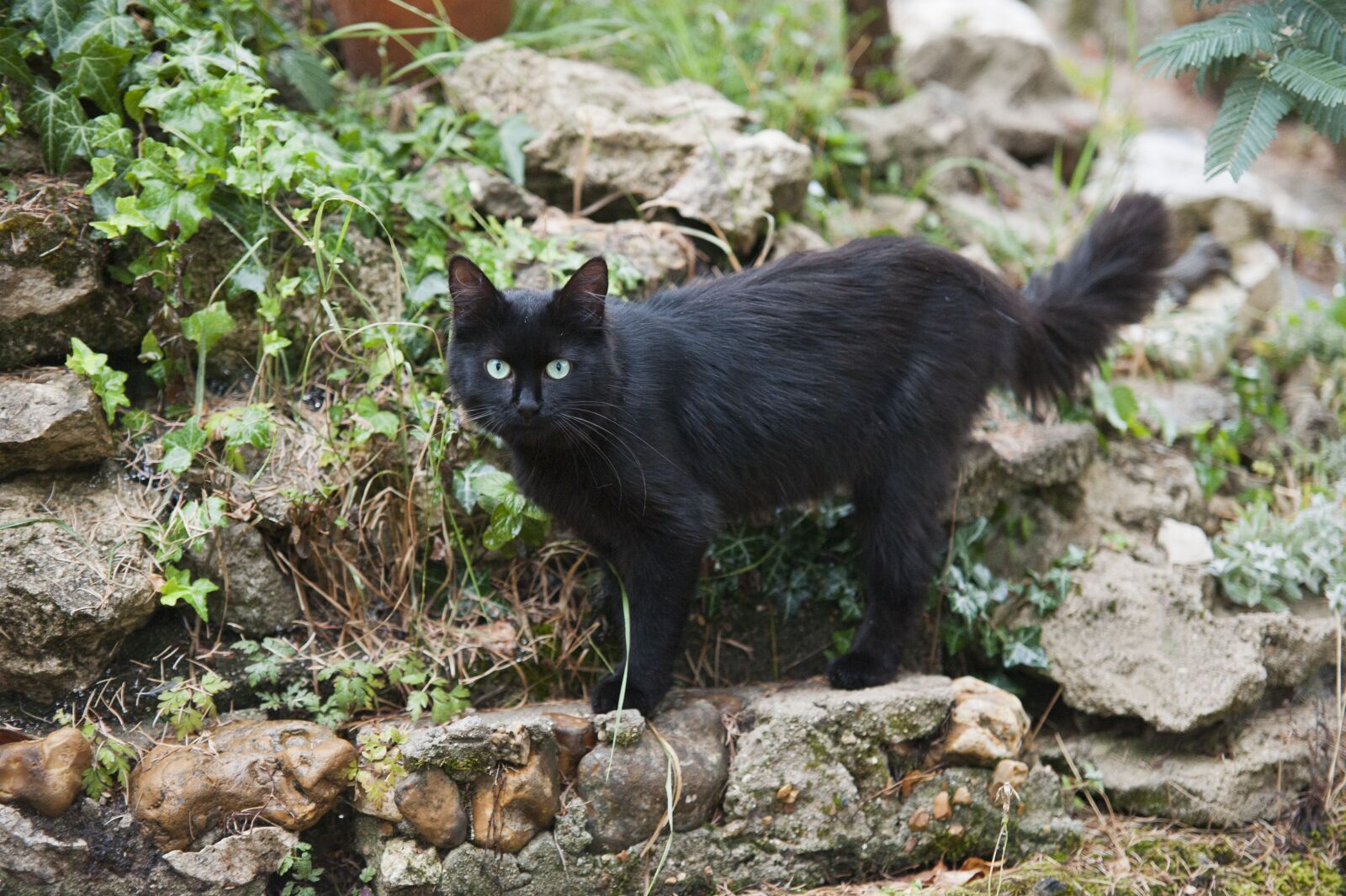 Nikon D700 sample photo. Cat, black, feline photography