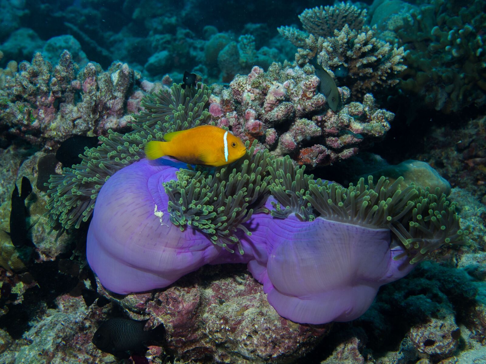 Olympus PEN E-PL2 + Olympus M.Zuiko Digital 25mm F1.8 sample photo. Underwater, diving, anemone photography