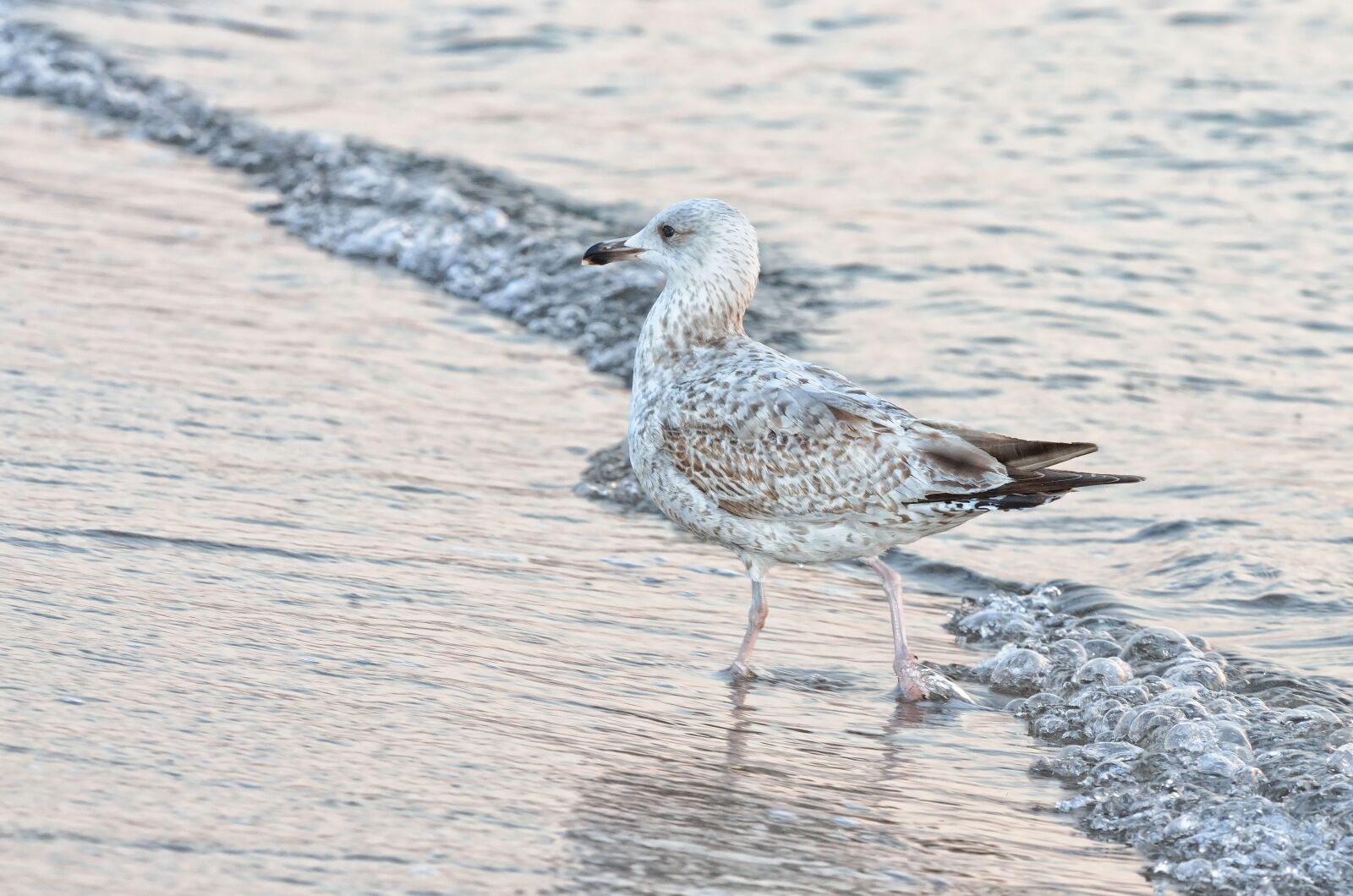 Nikon D7000 sample photo. Seagull, beach, wave photography