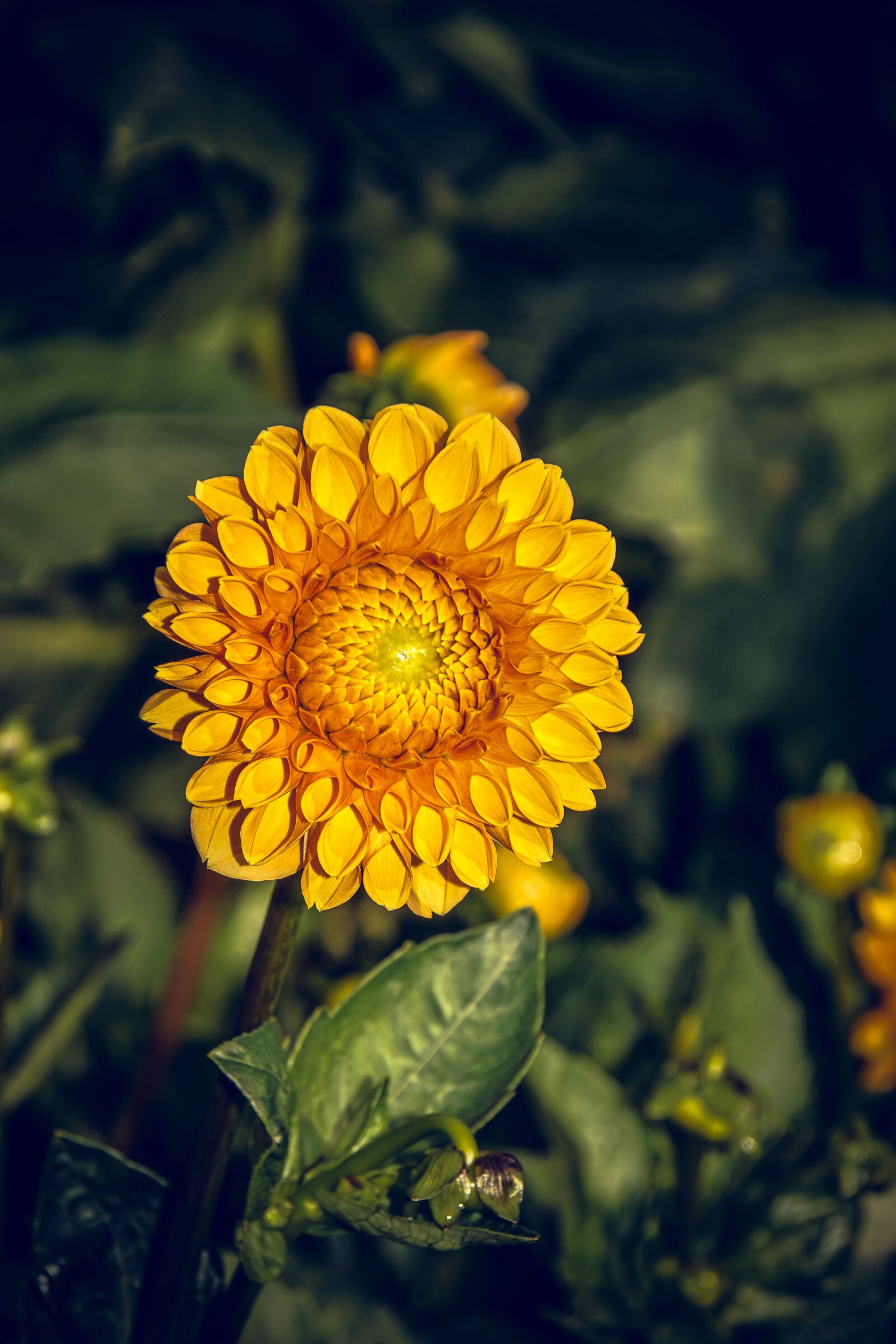 Sony ILCA-77M2 sample photo. Dahlia, blossom, bloom photography